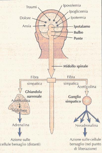 Lo stimolo primario che dà l avvio alla secrezione di catecolamine è una situazione di pericolo La risposta é decodificata a livello ipotalamico e, CONTEMPORANEAMENTE, mediata dai neuroni del tronco