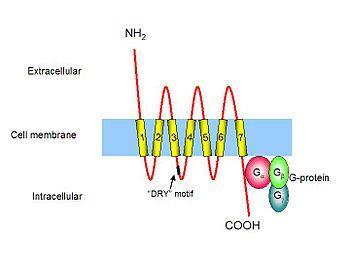 RECETTORI ADRENERGICI Adrenalina e noradrenalina 3 tipi principali α 1 α 2 β (β1,2,3) α1-adrenergic receptors Net effect: Ca 2+, DAG CAM chinasi, PKC attive G α