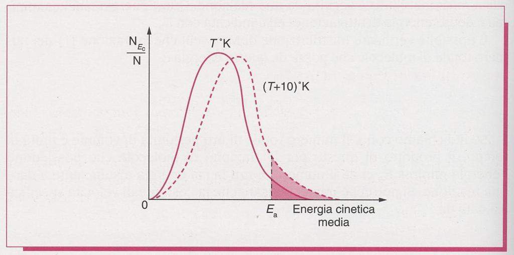 La regione tratteggiata ci indica che per un aumento della T di 10 C, il numero di molecole che superano il valore soglia di E a è