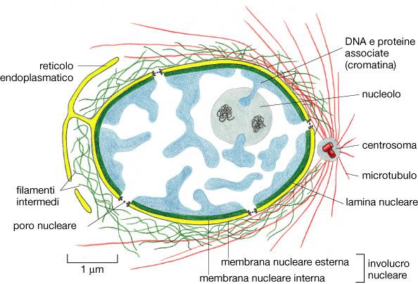 IL NUCLEO in interfase Matrice nucleare: mezzo