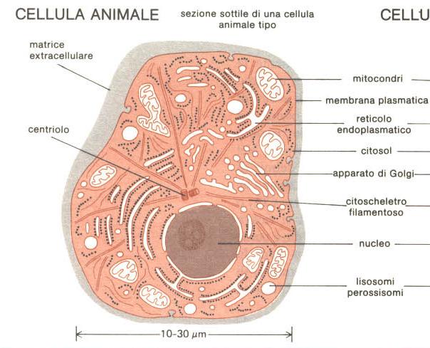 Tutte le cellule sono circondate da una membrana plasmatica