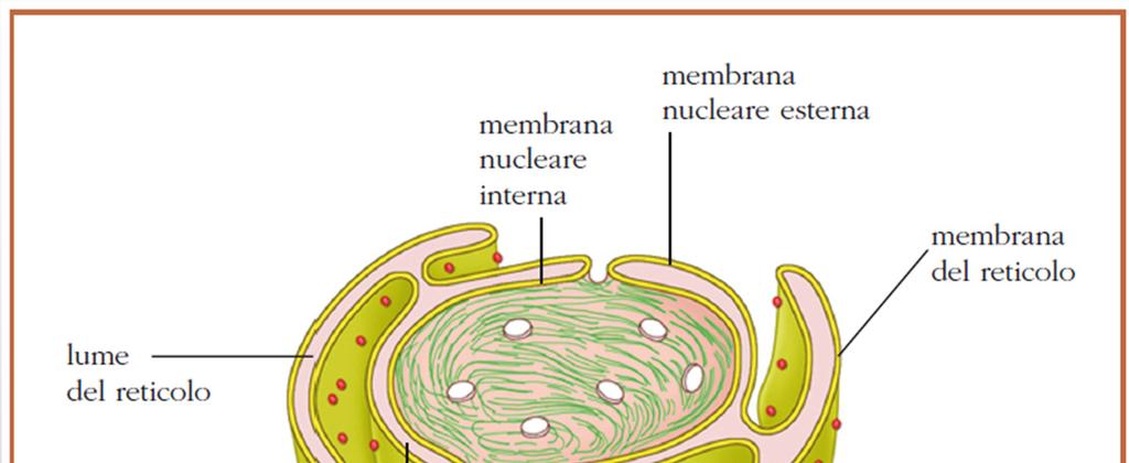 IL NUCLEO INVOLUCRO NUCLEARE È formato da due membrane, che sono una