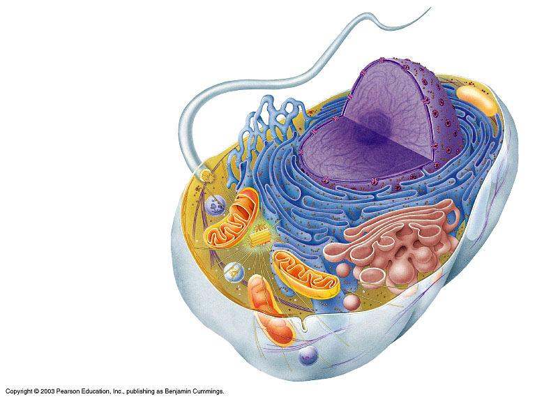 Il nucleo è l organulo di dimensioni maggiori delle cellule eucariote Assente nei procarioti Separato dal citoplasma dall involucro nucleare Contiene: -la maggior parte del