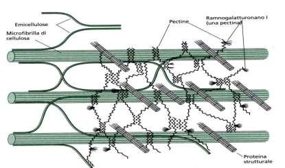 Le proteine strutturali formano legami nella parete In generale, sono delle