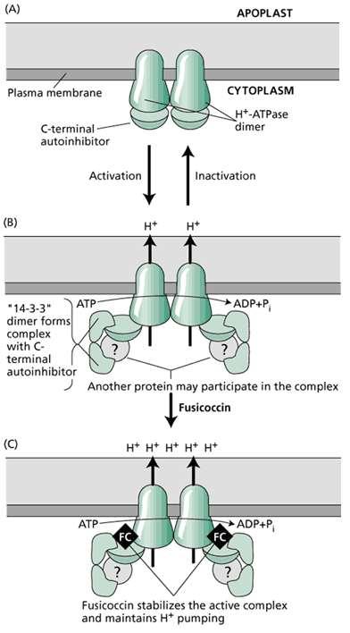 Similitudini Modello per il meccanismo di attivazione della H+-ATPasi da parte della