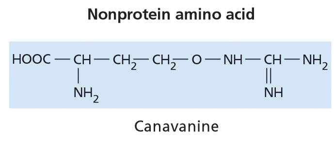 Amminoacidi non proteici Modalità d azione La canavanina viene legata