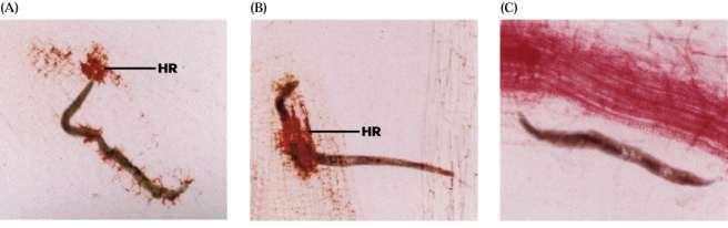Tentativo di invasione di un nematode su radici di pomodoro Reazione incompatibile: risposta HR a livello della zona di migrazione (A) e dei