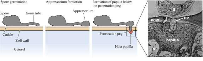 Il rafforzamento della parete cellulare e attività extracellulari contribuiscono alla risposta di restenza Formazione di papillae di