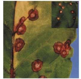 Piante di tabacco e Arabidopsis contenenti il transgene nahg (codificante la salicilato idrossilasi, che converte SA in