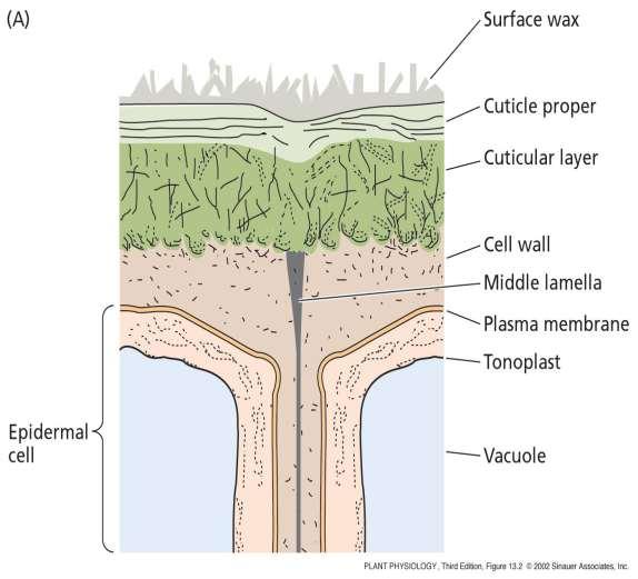 La cuticola è formata da cutina e cere Il periderma, il tessuto che forma la corteccia esterna del fusto e radici durante l accrescimento secondario delle piante, contiene la suberina