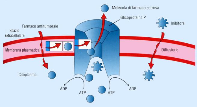 Glicoproteina P Trasportatore ATP-dipendente, che media l assorbimento e l escrezione dei farmaci.