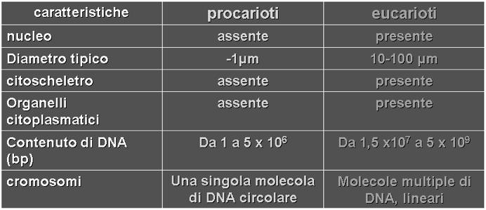 Mancano di nucleo Organizzazione più semplice Dimensione più