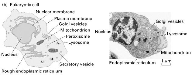 EUCARIOTI (20-30 µm) (c.