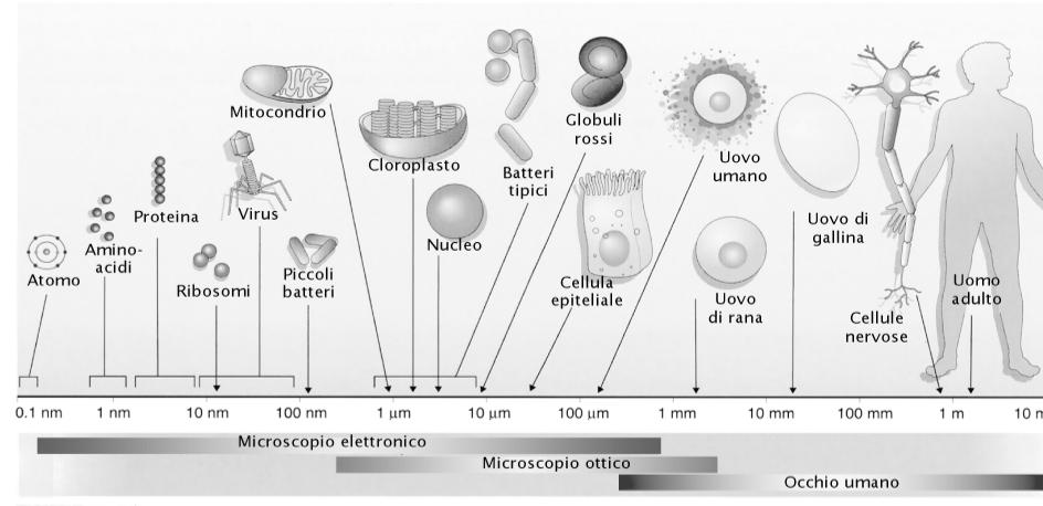 Dimensioni delle cellule le cellule sono normalmente piccolissime, con dimensioni comprese tra 0,4 e 100 um ( µm Occhio umano = un decimo di millimetro (100 ( nm Microscopio ottico = un decimo di