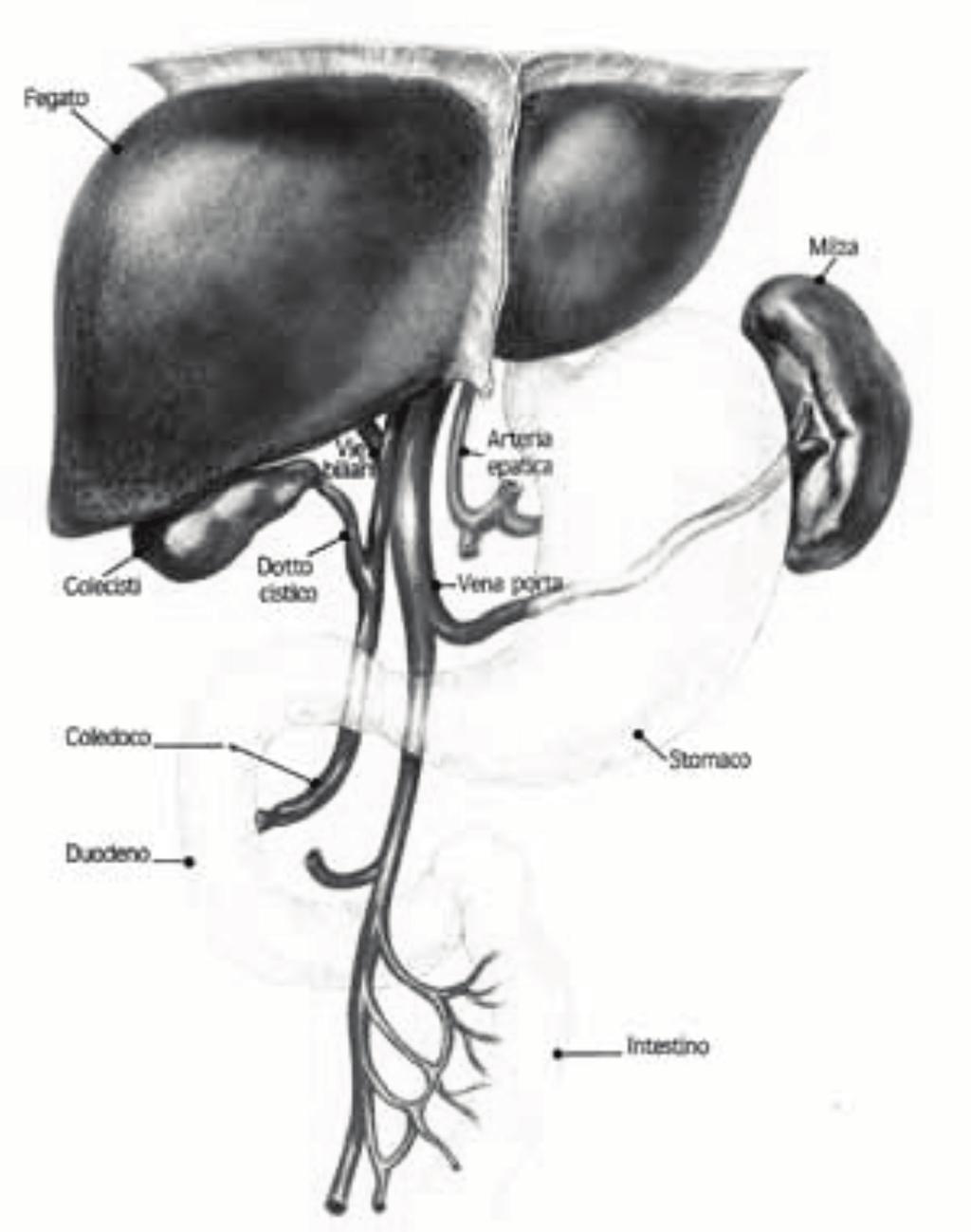 ormoni: il fegato influisce sul metabolismo degli ormoni prodotti dalle diverse ghiandole dell organismo; esso produce