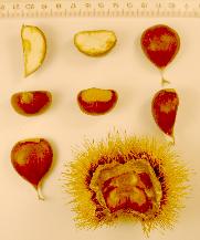 Ricci: piccoli, di forma da ellissoidale a ellittico-sferoidale, con aculei mediamente rigidi, lunghi (18 mm), si aprono a maturità in 2 valve contenenti da 2 a 3 frutti.