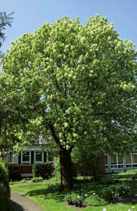 135 FRAXINUS ORNUS Nome botanico: Fraxinus Ornus Famiglia: Oleaceae Area di distribuzione: Europa Sud, Asia occidentale Caratteristiche particolari dell albero Albero molto diffuso in Europa, di