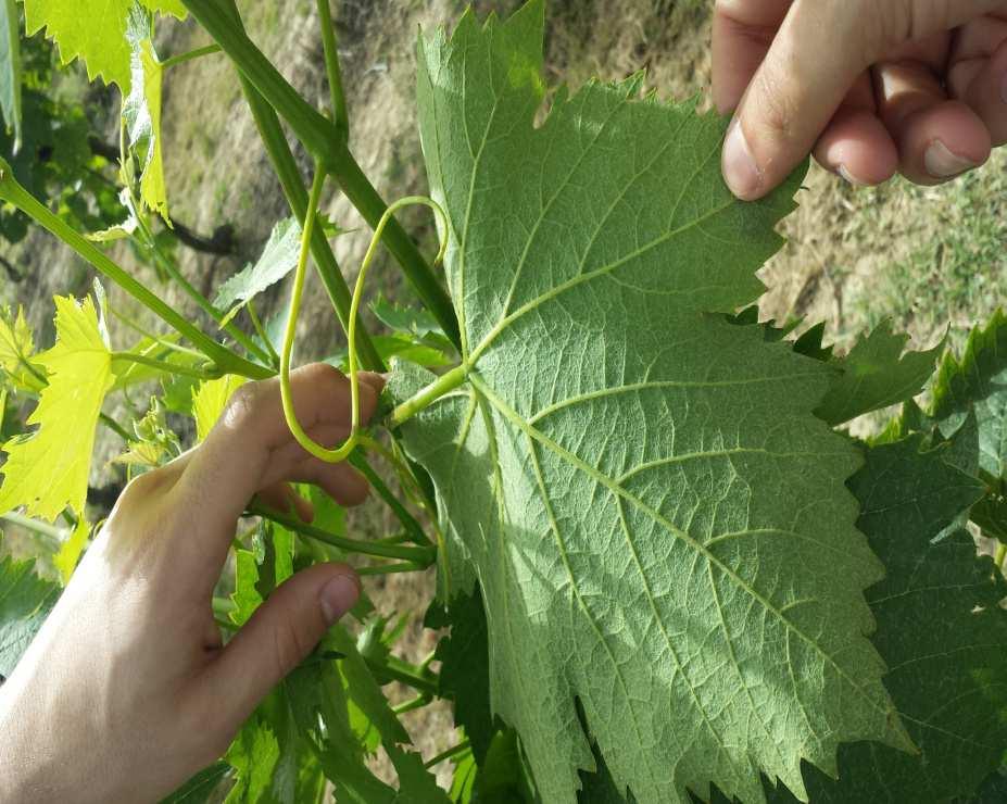 generalmente è piano di spessore ridotto lucido e glabro o con leggera tomentosità