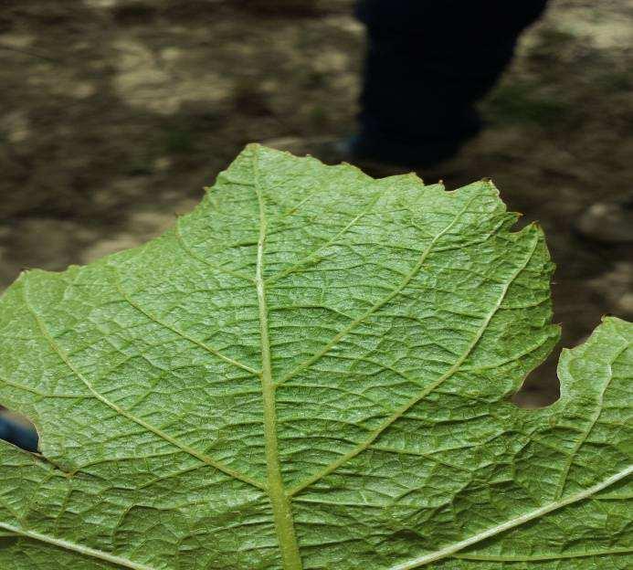 FOGLIA: pentagonale od orbicolare, di grandezza media, trilobata ma talvolta quinquelobata, con seno peziolare a lira (aperto), seni laterali superiori stretti a bordi sovrapposti od a V stretto,