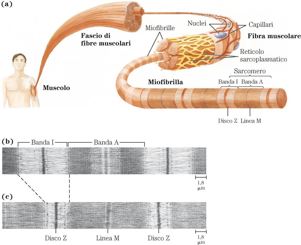 Fibre muscolari Miofibrille (nei pesci le fibre sono più