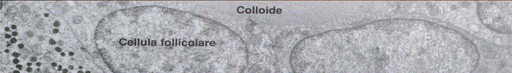 Cellule