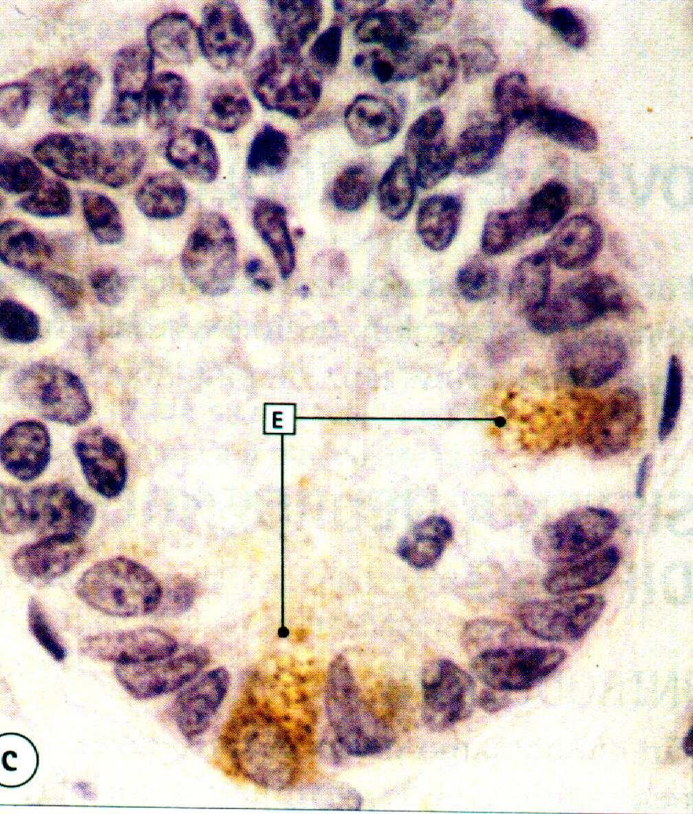 Cellule enteroendocrine