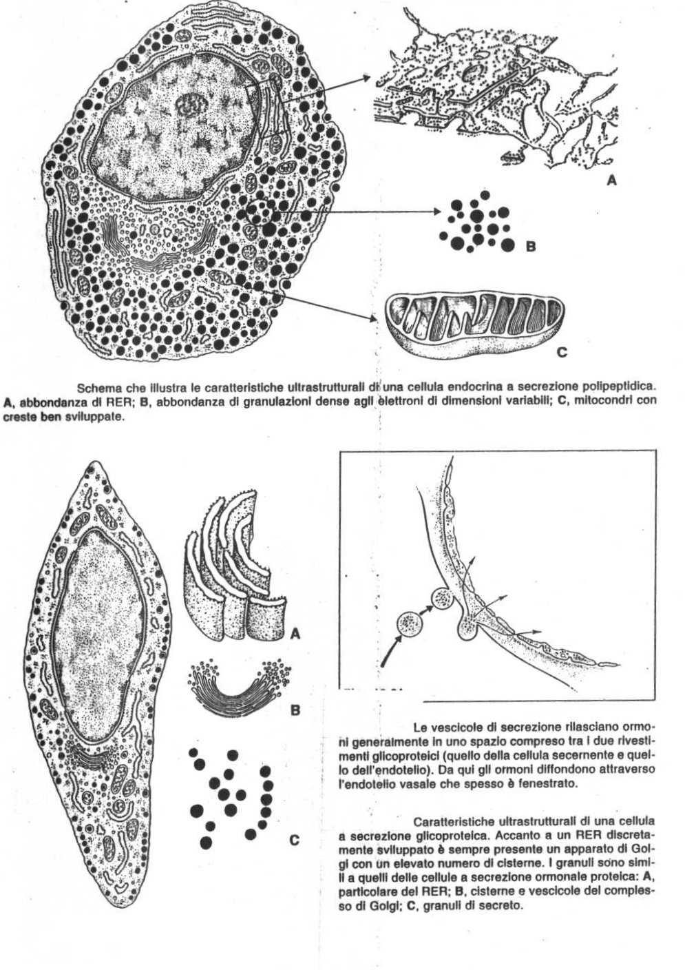 Cellula a secrezione