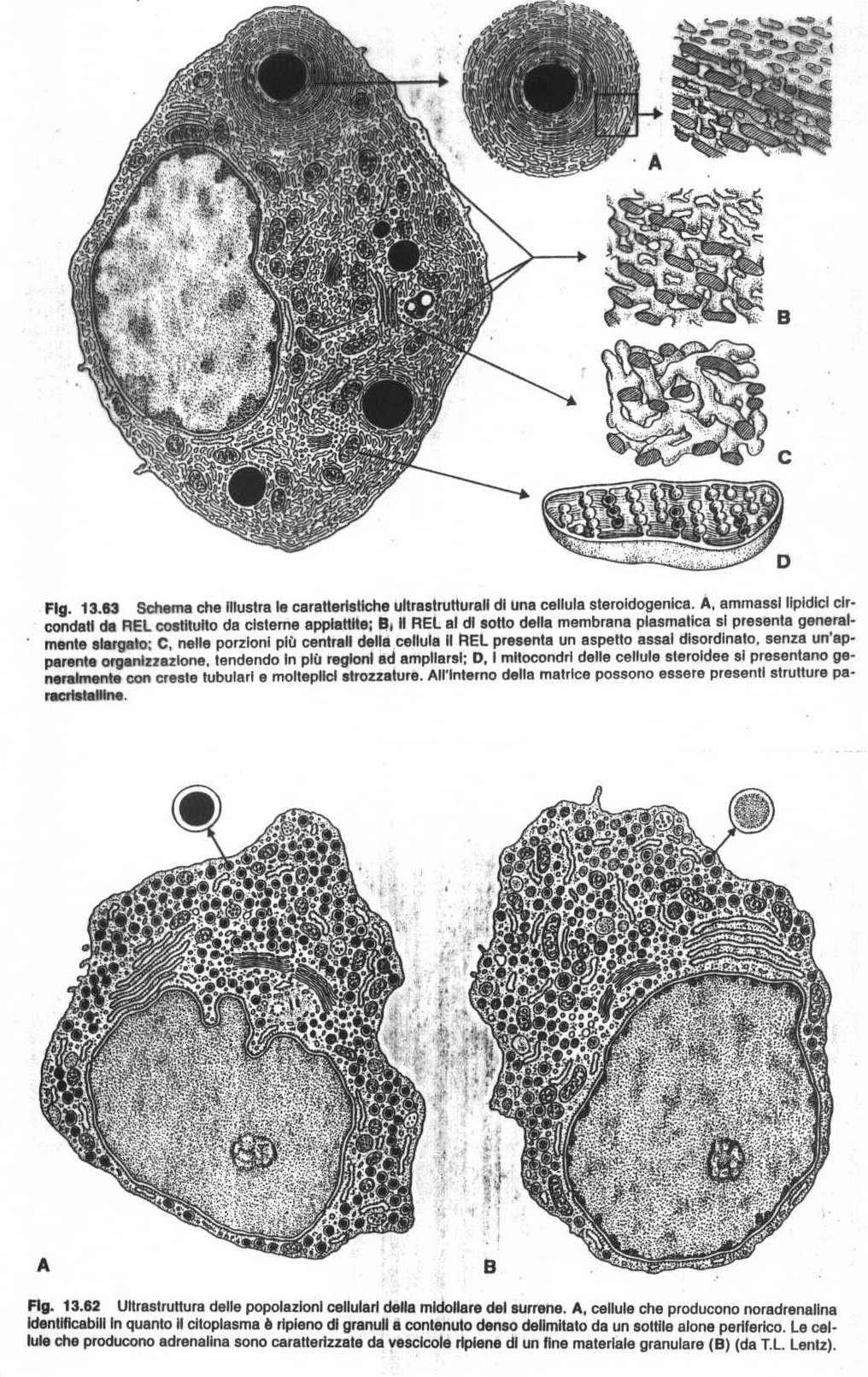 Cellula a secrezione