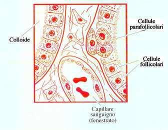 Cellule C parafollicolari Le cellule parafollicolari