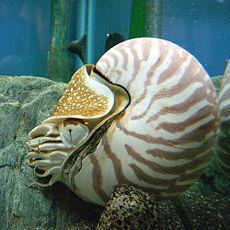 Un particolare molluschio chiamato Nautilus ha una conchiglia che assume la forma della spirale logaritmica. Il nautilus è classificato come «fossile vivente».