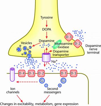 Dopamine