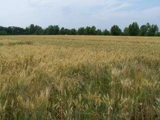 FRUMENTO Annata 2008/2009 ANDAMENTO METEOROLOGICO L annata agraria 2008-2009 è risultata caratterizzata da un autunno piovoso.