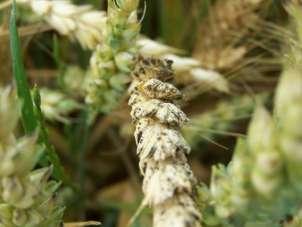 FUSARIOSI della SPIGA Danni da Fusarium