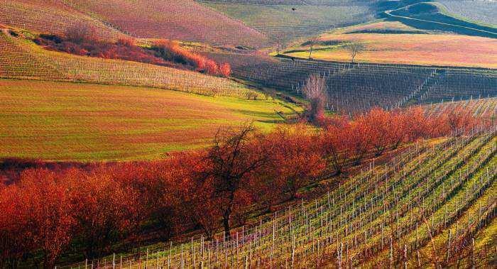 Serralunga d'alba Si trova in mezzo ai filari dei vigneti del Barolo, sulla strada romantica delle Langhe. Il suo castello sorge su una collina e raccoglie intorno a se l antico borgo.