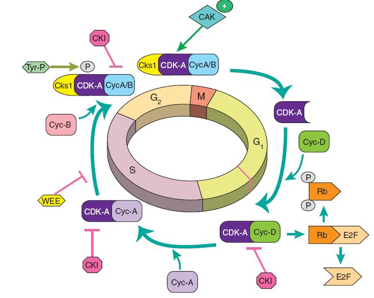 REGOLAZIONE DEL CICLO CELLULARE