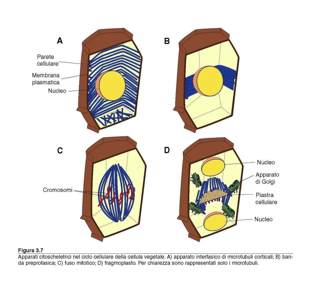 CITOSCHELETRO E CICLO CELLULARE IN INTERFASE E NELLE CELLULE IN G0 I MICROTUBULI SONO DISPOSTI NELLA PERIFERIA DEL CITOPLASMA, SUBITO SOTTO LA MEMBRANA PLASMATICA.