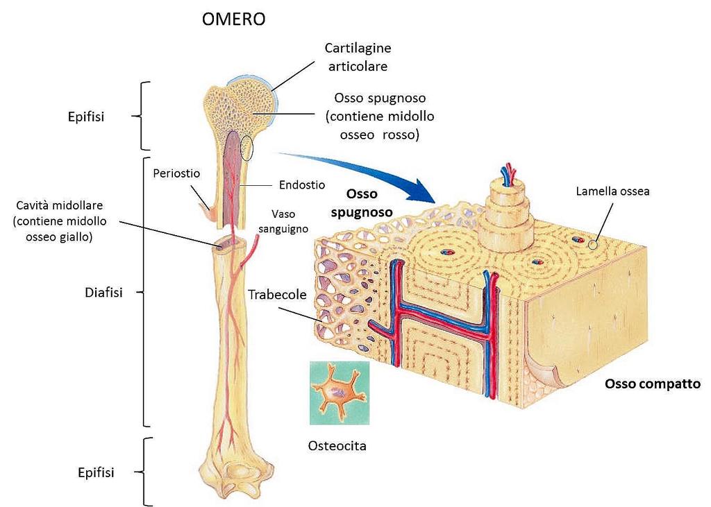 Sistema locomotore Il sistema locomotore è formato dalle ossa, dalle cartilagini, dalle articolazioni, legamenti e da muscoli e tendini grazie ai quali è possibile il movimento.