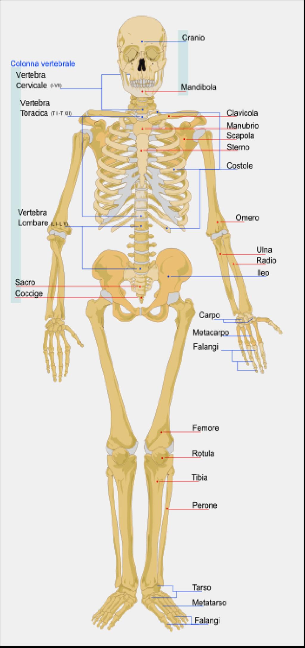 Apparato scheletrico In totale, il numero delle ossa di una persona varia 206-208.