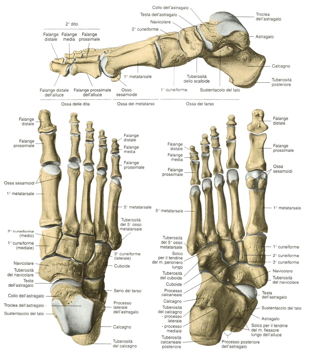 33 Figura 4.