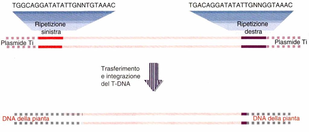 Agrobacterium è in grado di trasferire nel genoma vegetale qualsiasi sequenza