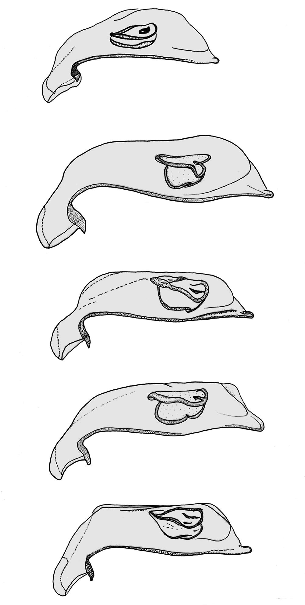 19 0.05 mm 20 21 22 23 Figg. 19-23 Rappresentazione schematica degli edeagi in visione laterale di: H. aubei (Saulcy, 1863) di Molini di Triora m 460 s.l.m. (Liguria, Imperia) (19); H.