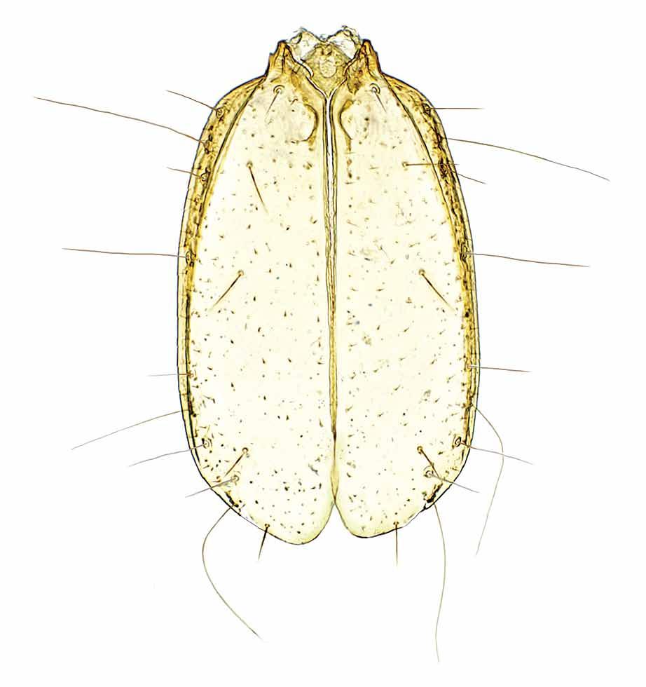Fig. 11 Hypotyphlus aubei di Molini di Triora (Saulcy,