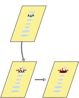 Immunoblotting Principio: basato su una reazione immunologica tra gli anticorpi eventualmente presenti nel siero e le singole proteine del virus purificato, separate e adsorbite su una sottile