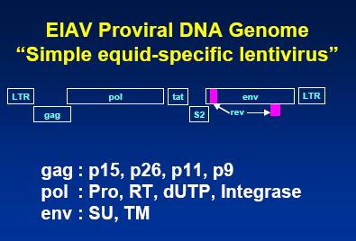Struttura genoma di EIAV Table 1--Structural and regulatory proteins coded by the EIAV genome Gene Protein Molecular weight Function gag p26 p15 p11 p9 26,000 15,000 11,000 9,000 Major capsid Matrix
