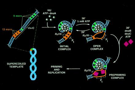 FIG 4 : Inizio della replicazione a livello dell origine di replicazione di Escherichia coli. Ogni proteina DnaA lega una molecola di ATP.
