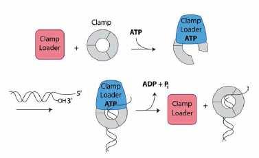 quest ultimo lega ATP (Naktinis et al., 1995). Se si utilizza ATP o un analogo di quest ultimo non idrolizzabile (ATPγS), il complesso di inizio si forma solo se τ è presente nel complesso DnaX.