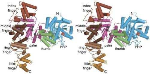 3. Le subunità del core della DNA polimerasi III 3.1 La subunità α La proteina α è formata da 1160 aminoacidi, costituisce la subunità catalitica della Pol III ed è codificata dal gene dnae.