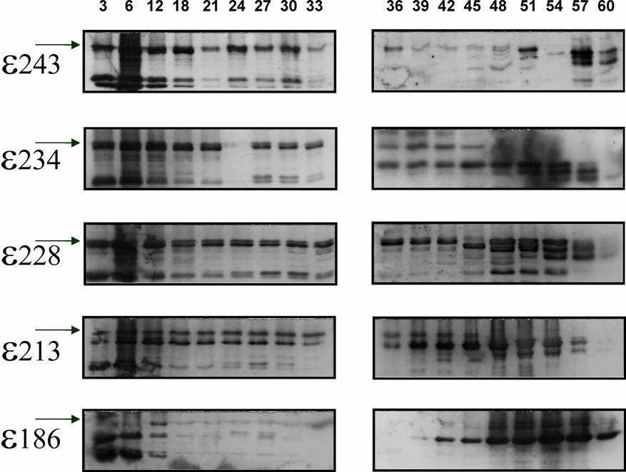 FIG 7: Western blot con anticorpo anti ε sulle frazioni eluite dalla GF effettuata con estratti proteici ottenuti da cellule TOP10/pBAD che sovraesprimono una forma troncata di ε (indicata a