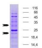 Fig 16: SDS-PAGE della frazione 42 eluita dalla gel filtrazione effettuata dopo la purificazione d affinità di cellule TOP10/pBAD-His-dnaQ. Le frecce indicano la posizione delle bande escisse.