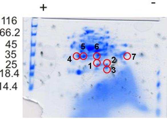 molecolare. Le proteine eluite nelle frazioni con una massa molecolare pari a due volte la massa della subunità ε (frazione 42 ± 1) sono state separate attraverso gel bidimensionale. 6.